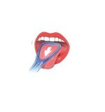 Racletă pentru curățarea limbii Halita Tongue Cleaner Dentaid — изображение 3
